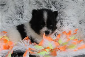 Akiro - puppy for sale