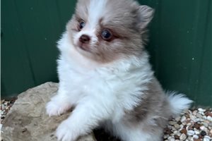 Francesca - Pomeranian for sale