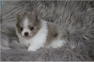 Francesca - Pomeranian for sale