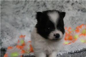 Agnes - Pomeranian for sale
