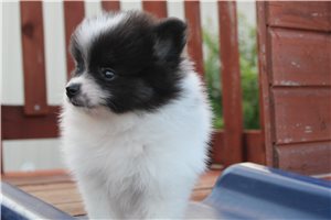 Agnes - Pomeranian for sale