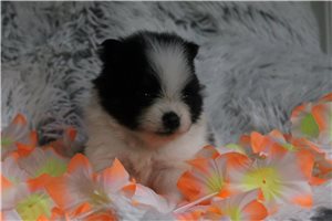 Aida - puppy for sale