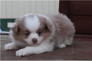 Kodak, a Pomeranian puppy