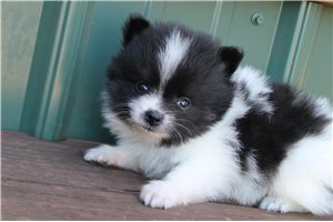 Akiro - Pomeranian for sale