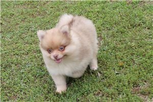 Caleb - Pomeranian for sale