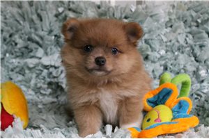 Kira - Pomeranian for sale