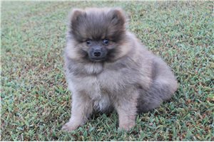 Marble - Pomeranian for sale