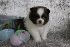 Easton - Pomeranian for sale