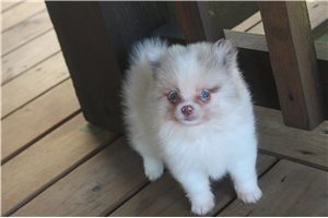 Foster - Pomeranian for sale