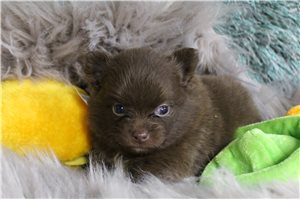 Cooper - Pomeranian for sale