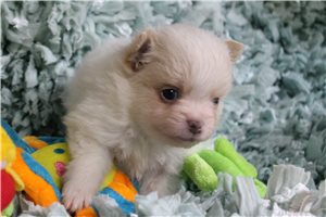 Shiloh - Pomeranian for sale