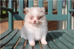 Foster - Pomeranian for sale