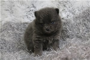 Tino - puppy for sale
