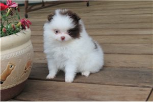 Ella - Pomeranian for sale