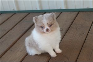 Francesca - Pomeranian for sale