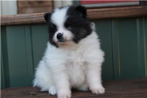 Aida - Pomeranian for sale