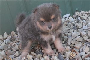 Sherwood - Pomeranian for sale