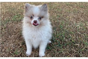 Foster - Pomeranian for sale