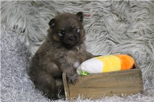 Marble - puppy for sale