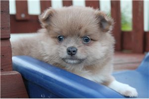 Kira, a Pomeranian puppy