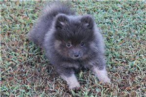 Merlot - Pomeranian for sale