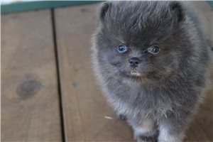 Tino - Pomeranian for sale