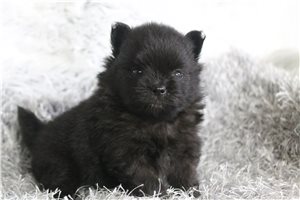Tilly - Pomeranian for sale