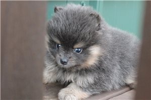 Colton - Pomeranian for sale