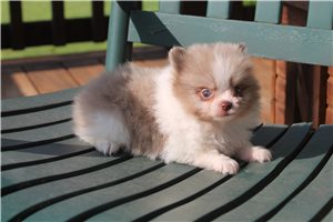 Francesca - Pomeranian for sale