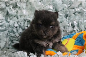 Sedona - Pomeranian for sale