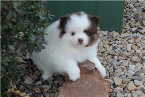 Elmo - Pomeranian for sale