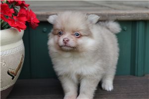 Caleb - Pomeranian for sale