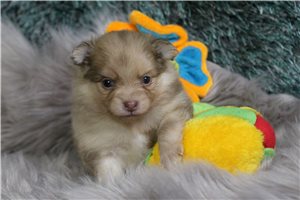 Caleb - puppy for sale
