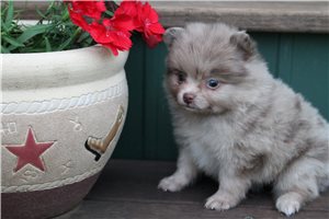 Caroline - Pomeranian for sale