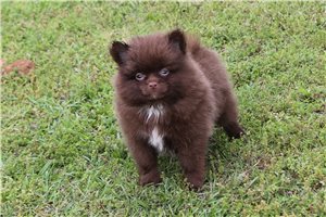 Cooper - Pomeranian for sale