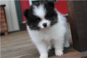 Aida - Pomeranian for sale