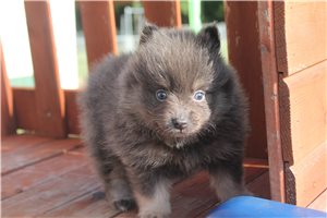 Mirabelle - Pomeranian for sale