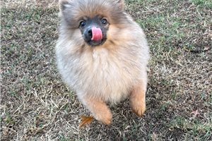 Marble - Pomeranian for sale