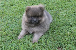 Marble - Pomeranian for sale