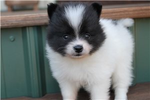Agnes - Pomeranian for sale