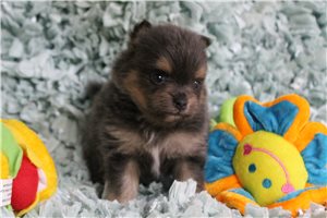 Sherwood - Pomeranian for sale