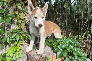 Kairo - Siberian Husky for sale