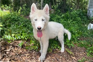 Kayden - Siberian Husky for sale