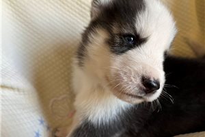Knox - Siberian Husky for sale