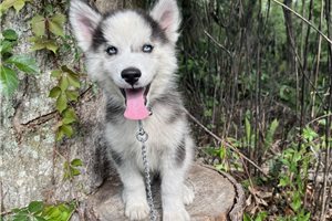Kevin - Siberian Husky for sale