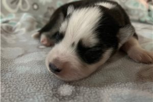Kevin - puppy for sale