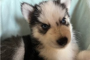 Kevin - Siberian Husky for sale