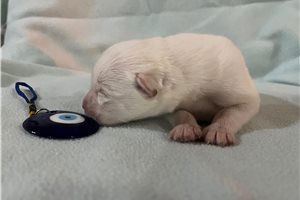 Kingston - puppy for sale