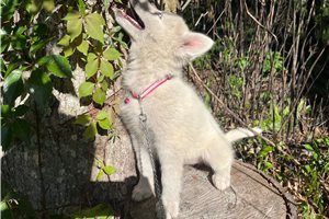 Kinsley - Siberian Husky for sale
