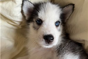 Knox - Siberian Husky for sale